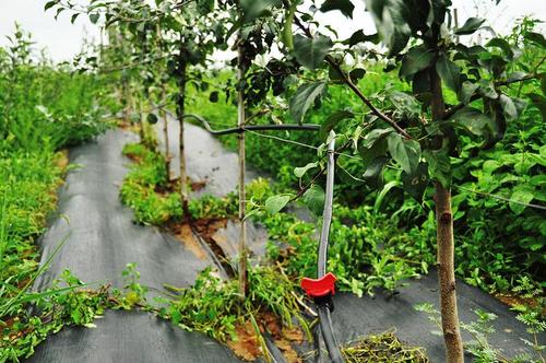 蘋果園水肥一體化技術(shù)有哪些要點？
