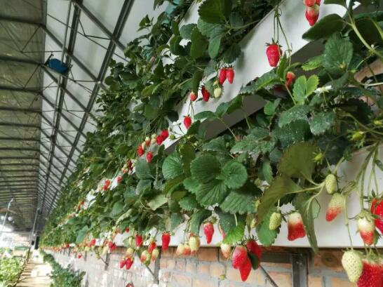 草莓怎么立體栽培？立體種植草莓技術(shù)介紹